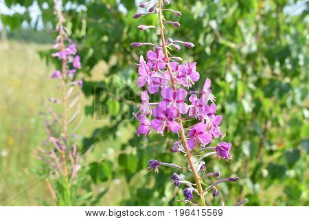 in the photo beautiful plant Ivan-tea (Epilobium angustifolium)