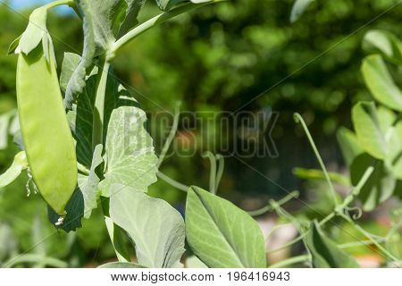pea pod on vine framing a green space for copy
