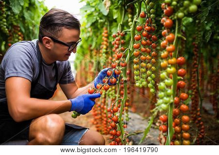 Yuong Man Farmer Agronom In Glasses Check The State Of Cherry Tomatoes In Ripe In Greenhouse.