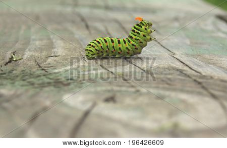Caterpillar Of The Machaon In A Fighting Stance With Orange Antennae On A Wooden Surface In A Blurre