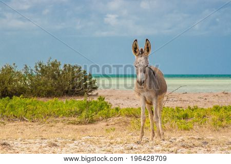 Donkey beside the beach at Cabo de la Vela
