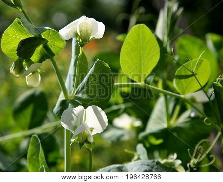 white flowers pea in sunny morning light
