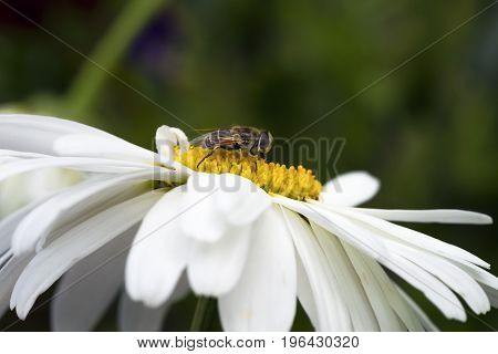 Bee sitting on camomile. Macro photo. White flower. Life of insects