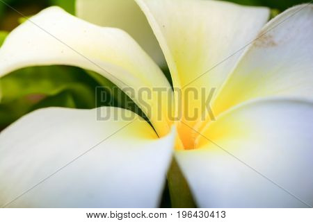 Plumeria, Frangipani, White flowers with sunlight and blur background