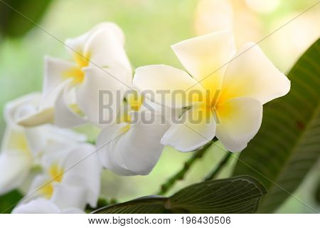Plumeria, Frangipani, White flowers with sunlight and blur background