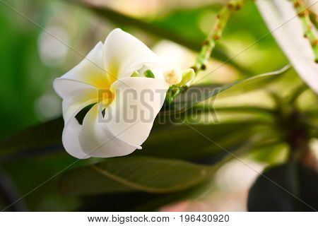 Plumeria, Frangipani, White flowers with sunlight and blur background