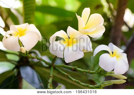 Plumeria, Frangipani, White flowers with sunlight and blur background