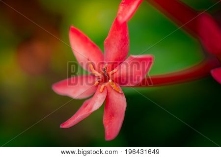 Red flowers and pollen, ixora in the garden