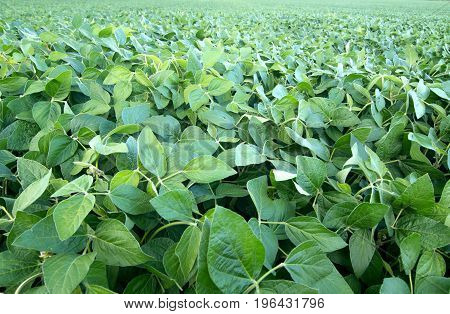 Soy field and soy plants in the foreground