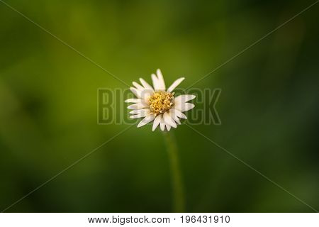 white flower yellow pollen, blur green cackground