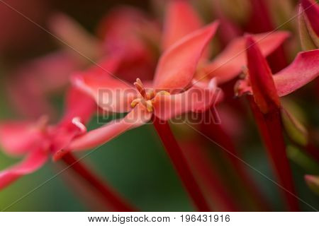 Red flowers and pollen, ixora in the garden