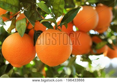 Orange garden. The fruit of the orange tree