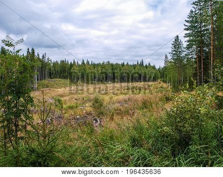 Open area inside large green scandinavian forest