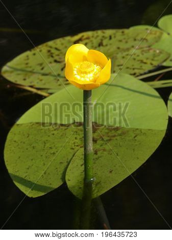 Yellow Water lily flower with lily pads floating on a lake