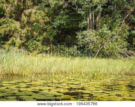 Thick forest surrounding a lake with water lilies