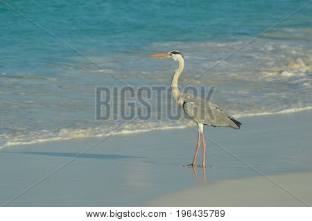 Big Grey Heron standing on the beach