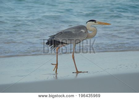 Big Grey Heron standing on the beach