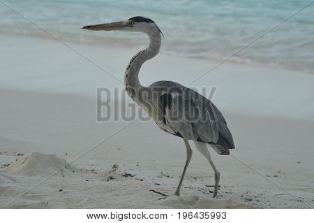 Big Grey Heron standing on the beach