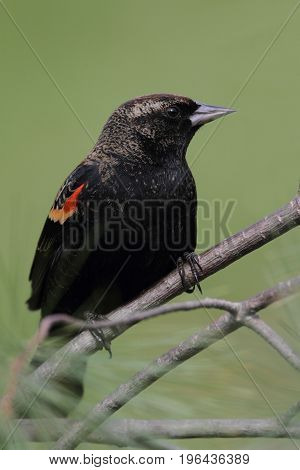 Male Red-winged Blackbird (Agelaius phoeniceus) on a perch with a green background in winter