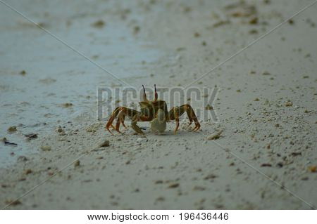Green Crab walking over the sandy beach
