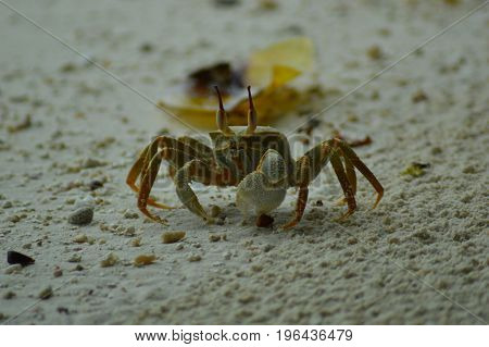 Green Crab walking over the sandy beach