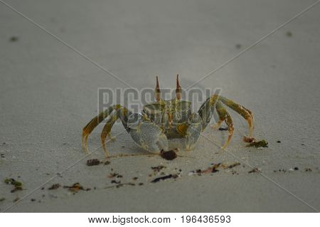 Green Crab walking over the sandy beach