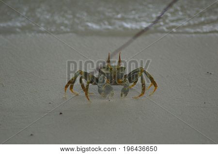 Green Crab walking over the sandy beach