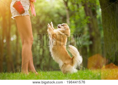 Young woman with her dog tibetian spaniel playing outdoor during summer day.