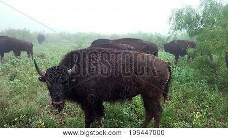 American buffalo bison looking at camera close up in field