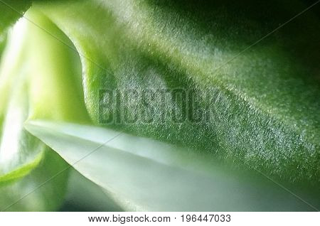 Close up macro of edible sunflower leaves