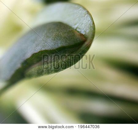 Close up of edible sunflower leaves green