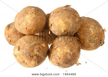 Patate novelle coperto nel terreno, isolato su sfondo bianco.