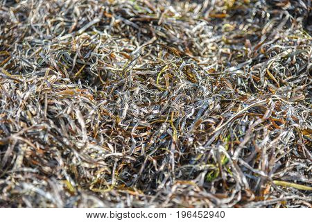 Zostera marina is seaweed rich in iodine and other beneficial minerals therapeutic effect. Other names are common eelgrass seawrack