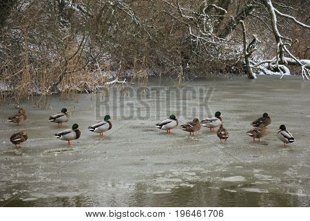 Group of ducks on a frozen pond
