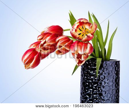 Bouquet of Red and Yellow Tulips in a grey vase. Tulips appear to be a little droopy