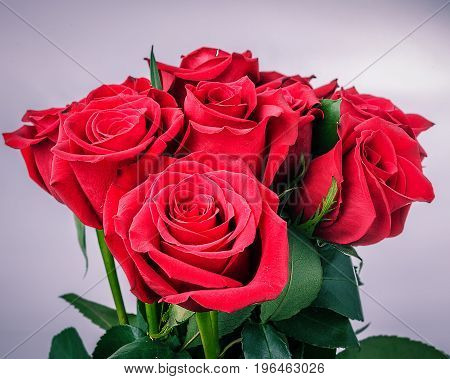 Bouquet of Red Roses with green leaves on a white background