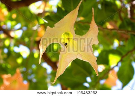 Datura stramonium. Tropical tree with flowers. Mediterranean plant.