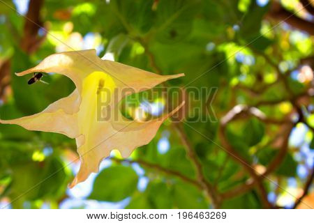 Datura stramonium. Tropical tree with flowers. Mediterranean plant.