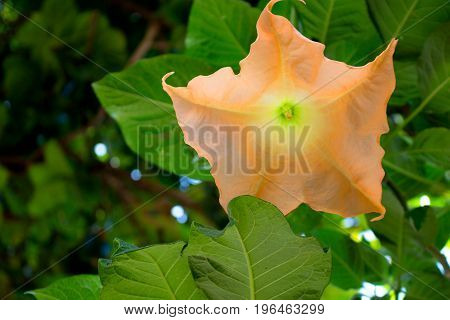 Datura stramonium. Tropical tree with flowers. Mediterranean plant.