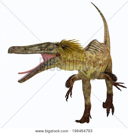 Austroraptor Dinosaur on White 3d illustration - Austroraptor was a carnivorous theropod dinosaur that lived in Argentina in the Cretaceous Period.