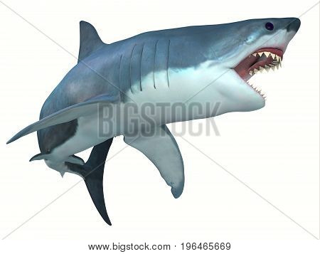 Dangerous Great White Shark 3d illustration - The Great White shark can live for 70 years and grow to be 21 feet long and live in coastal surface waters.