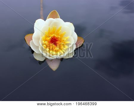 A flower of a white water lily with delicate petals leaves on the surface of a calm dark forest lake