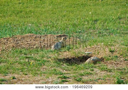 Marmota camtschatica. near lake.  nature Baikal Russia