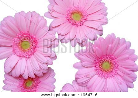 Herbera