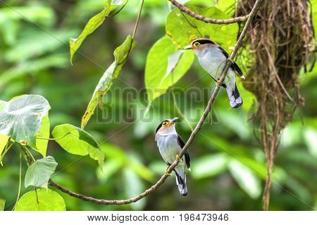 Silver-breasted Broadbill birds standing on a branch in the nature.