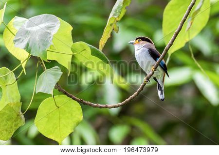 Silver-breasted Broadbill birds standing on a branch in the nature.