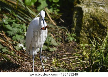 Lovely Little Egret Bird Gretta Garzetta On Riverbank In Spring Sunshine Eating Butterfly It Has Jus