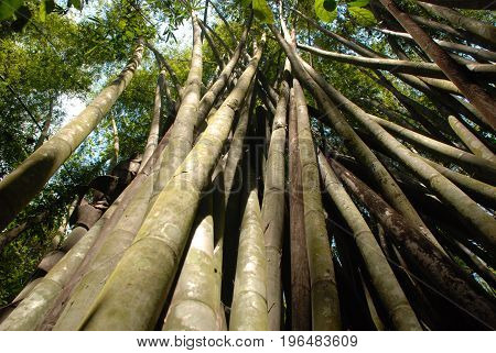 growth of tropical woody bamboos in a national park