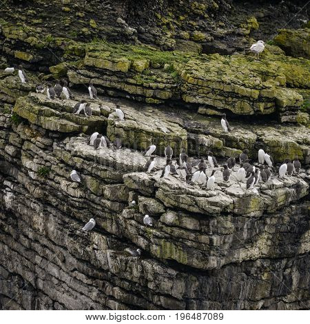 Numerous Common Guillemots Uria Aalge Nesting On Sides Of Cliffs In Anglesey Wales