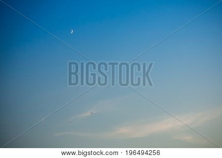 Evening sky with little moon and flying bird